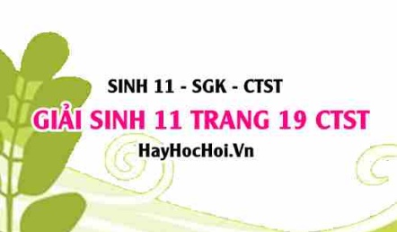 Giải Sinh 11 trang 19 Chân trời sáng tạo SGK